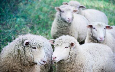 Woolly Wonders: the benefits of using wool